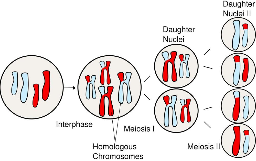 Major events in Meiosis