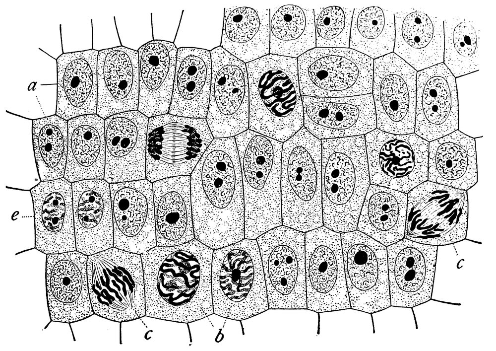 Sketch of onion root tip ls, showing cells in various phases of mitosis