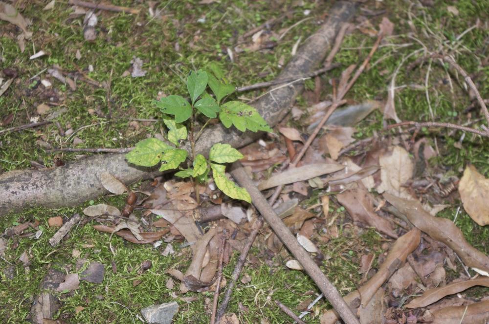 A juvenile golden maple tree (with moss visible as ground cover)