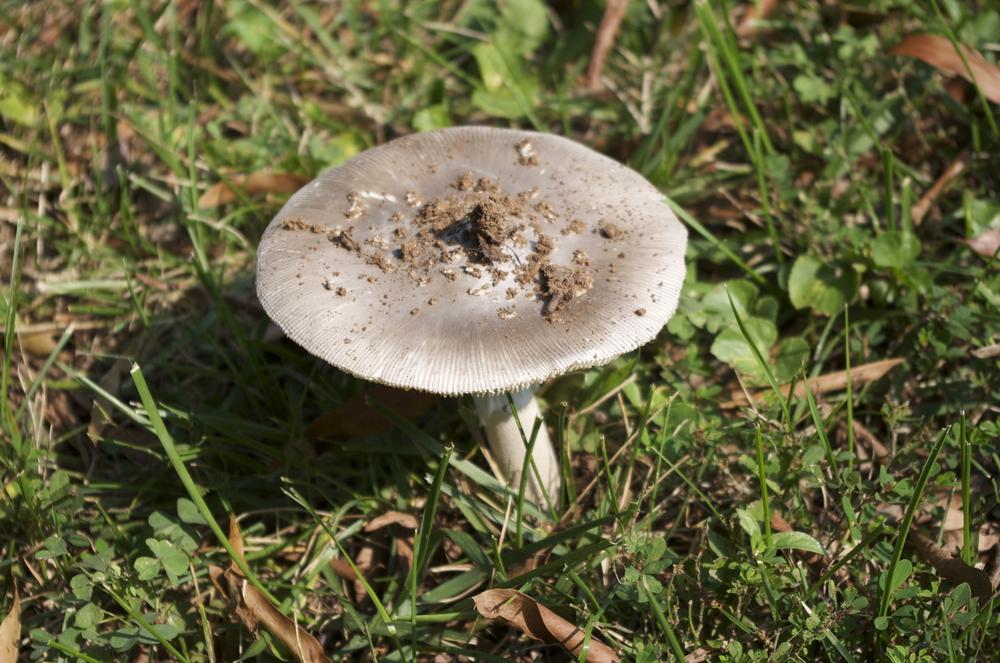 The fruiting body of Amanita sp.