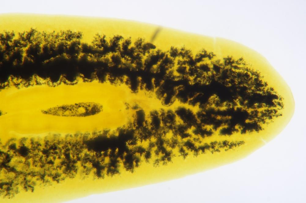 Planaria (Dugesia sp.) anterior and pharynx regions wm, 40X