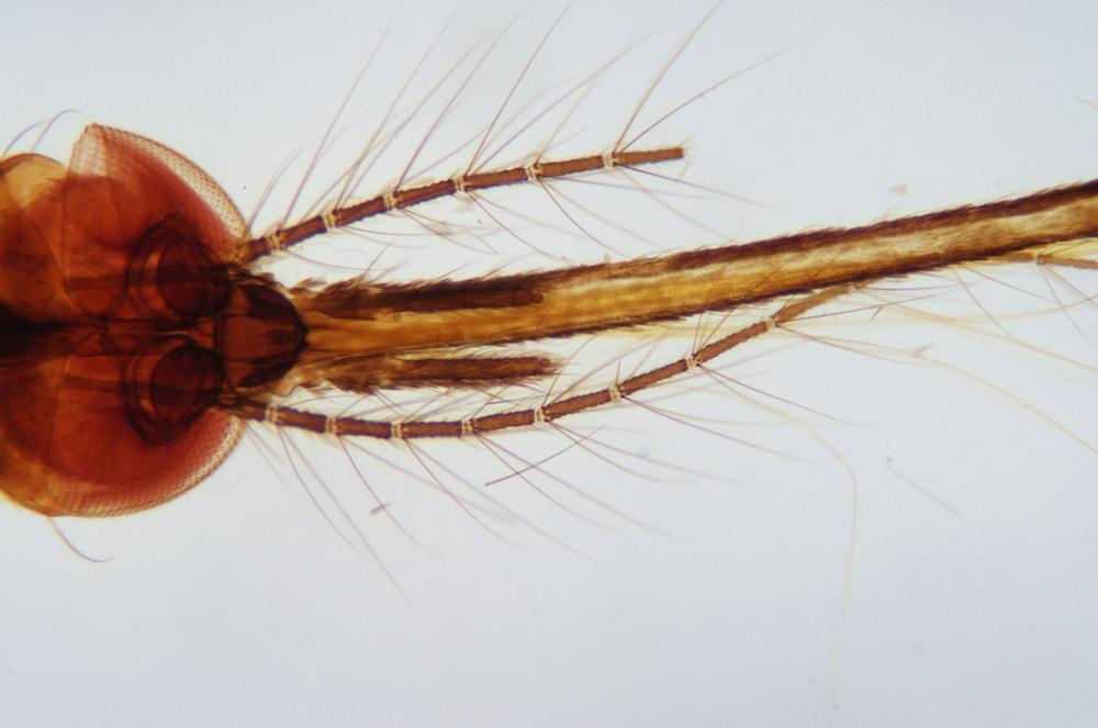 Mosquito (Culex sp.) adult male head and mouthparts wm, 40X