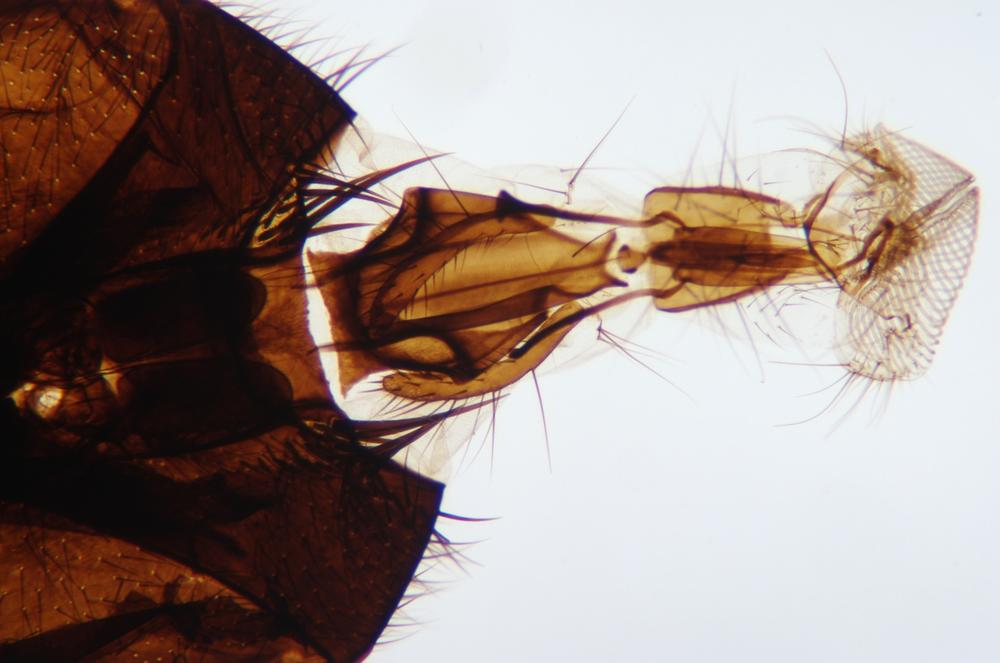 Housefly (Musca domestica) head detail wm, 40X