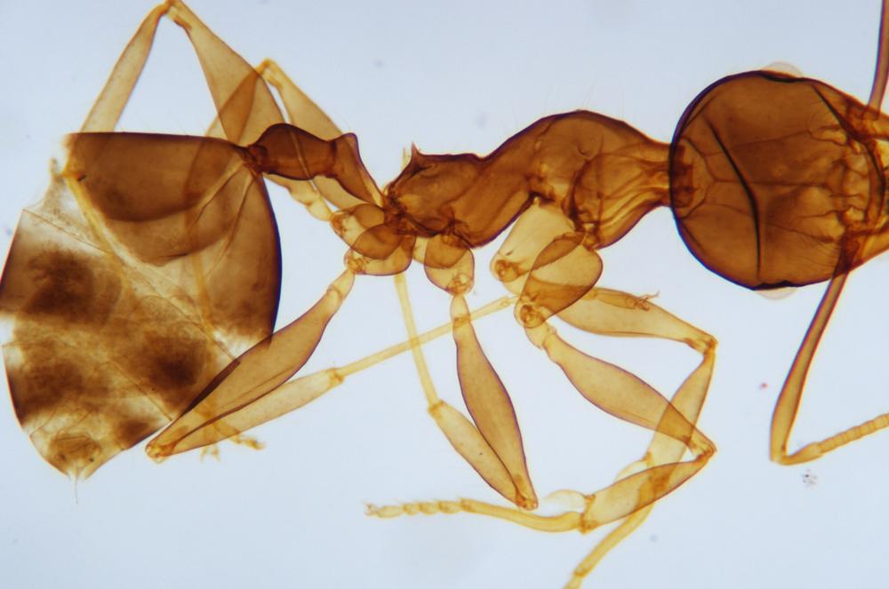 Ant (Monomorium phalaonis) wm, 40X