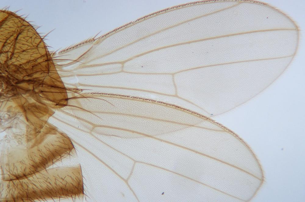 Fruit fly (Drosophila melanogaster) wings wm, 40X