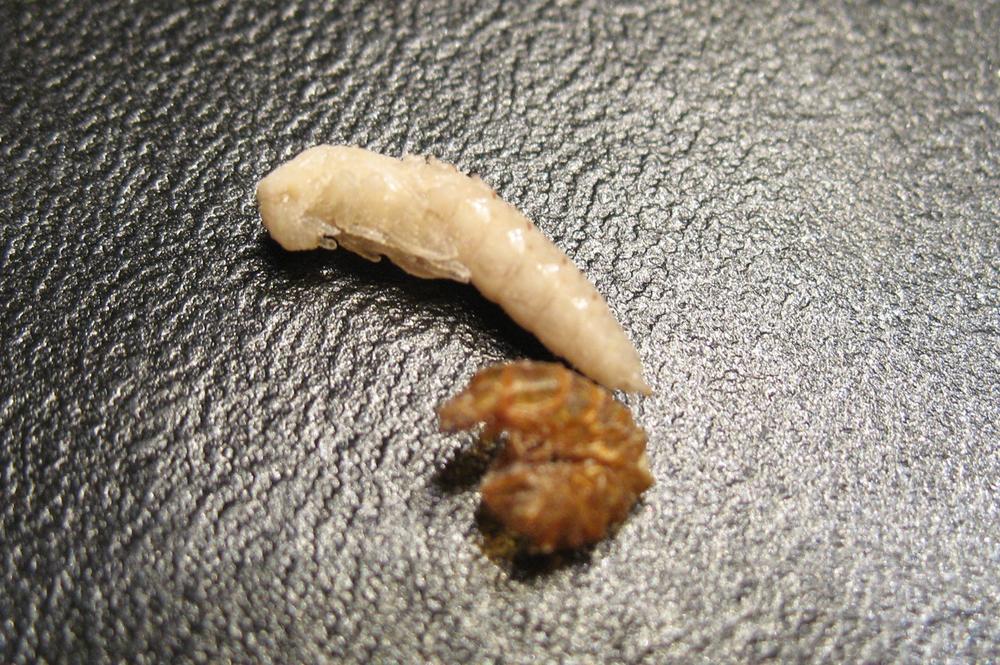 Mealworm beetle (Tenebrio molitor) pupa with shed larval skin