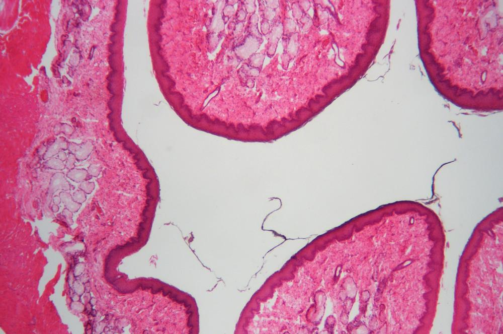 Mammal esophagus cs, 40X