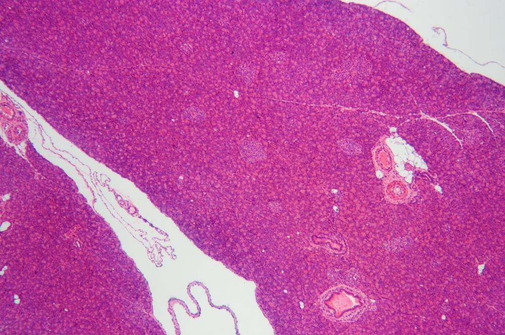 Dog (Canis lupus familiaris) pancreas cs, 40X