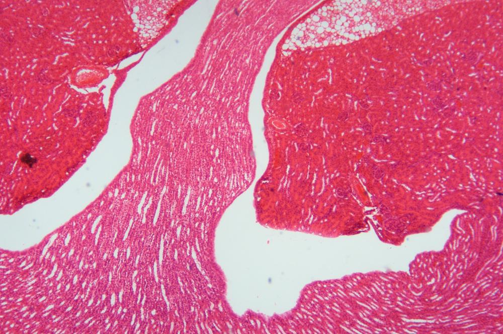 Mouse (Mus muscula) kidney ls, 40X