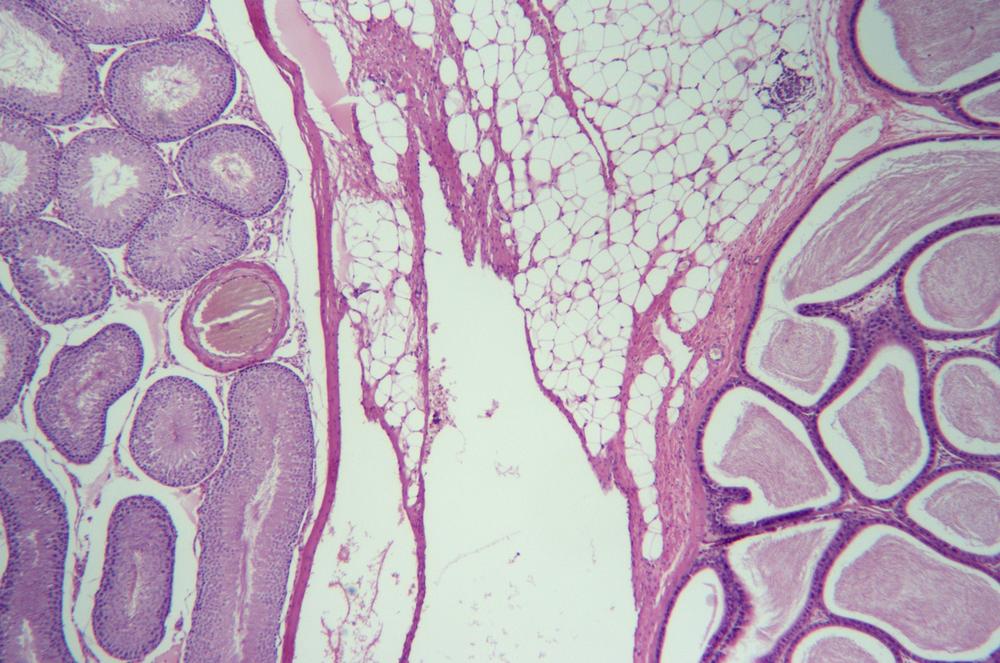 Mammal testis and epididymis sec, 40X