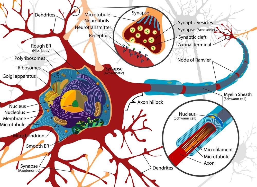 The structure of a neuron