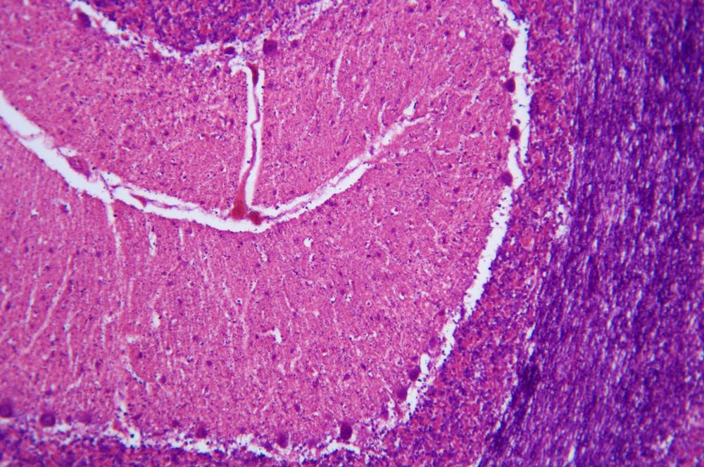 Dog (Canis lupus familiaris) cerebellum sec, 100X