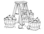 009_Ladder-Apples.tif