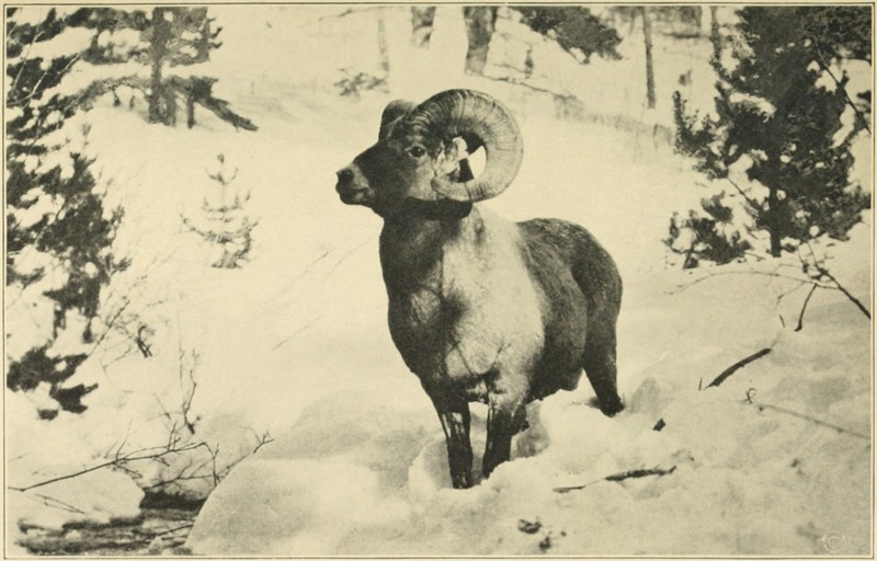 A WILD MOUNTAIN SHEEP