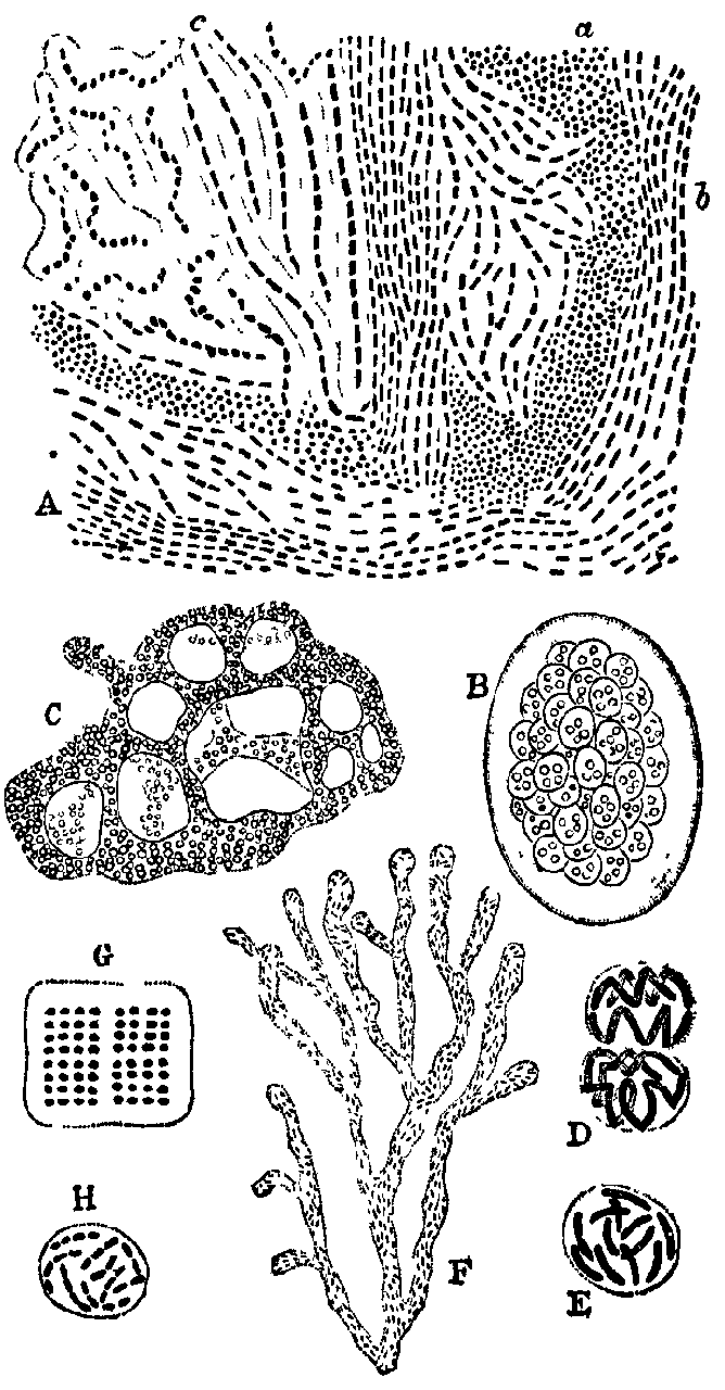 Fig. 3. Types of Zoogloea.