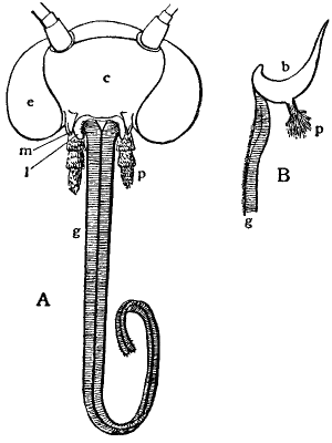 Head of typical Moth.