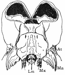 Head of Caterpillar.