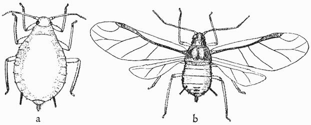 Apple Aphid (Aphis pomi), winged and wingless females.