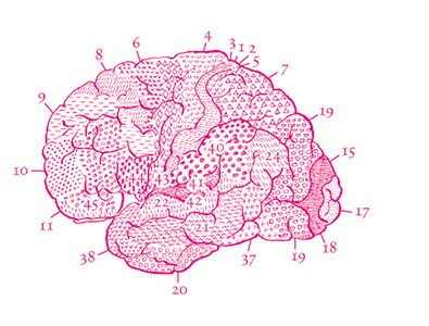 2_Fact_Hirn_1.tif
