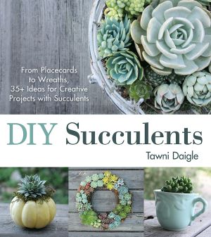 DIY Succulents