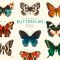 The Little Guide to Butterflies