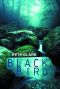 Blackbird
