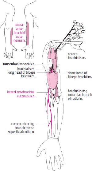 Fundamentals of Neurology · an Illustrated Guide