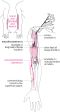 Fundamentals of Neurology · an Illustrated Guide