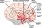 Anatomic Basis of Neurologic Diagnosis