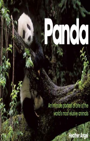 Panda · an Intimate Portrait of One of the World's Most Elusive Characters