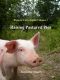 Raising Pastured Pigs · A Guide to Rearing, Butchering, and Preserving Pastured Pork