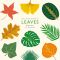 The Little Guide to Leaves