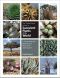 The Timber Press Guide to Succulent Plants of the World · A Comprehensive Reference to More Than 2000 Species