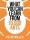 What You Can Learn From 10,000 Ants (Collins Shorts, Book 4)