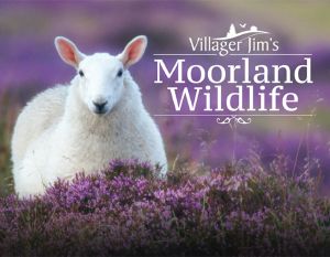 Villager Jim's Moorland Wildlife